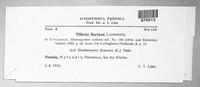 Tilletia flectens image